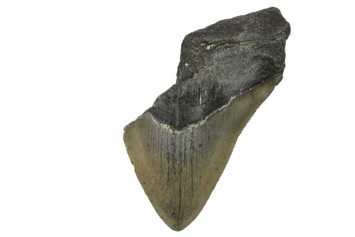 Bargain, Fossil Megalodon Tooth - Serrated Blade #296426